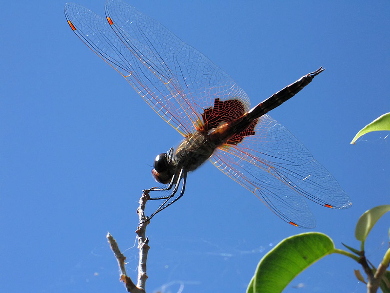 Red+dragonfly+wings